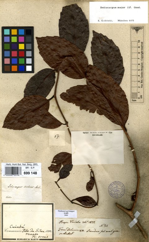 Type specimen Botanical Collections Meise
